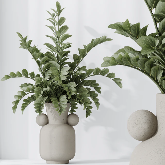 Zamioculcas Zamiifolia Araceae — Скачать