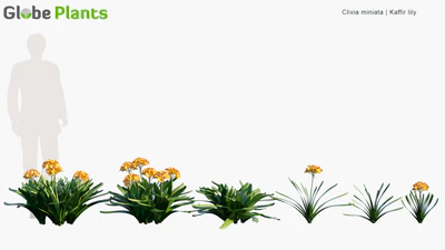 clivia miniata — download