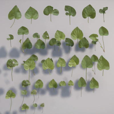 viola odorata — download