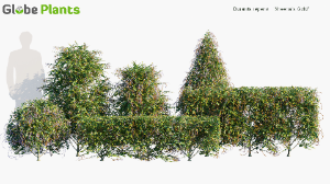 duranta repens — download