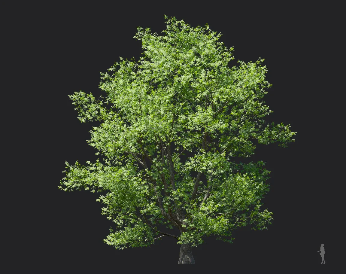 phellodendron amurense 006 — Download
