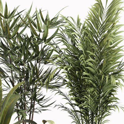 Indoor Plant Set 031 — Вид 2