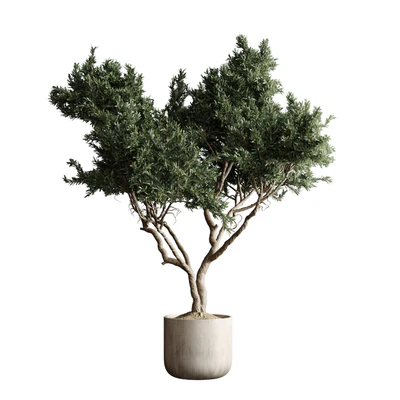 Indoor plant 04 - Tree in a pot — Ver 2