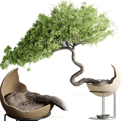 houseplants-indoor-Bonsai-039 — descargar