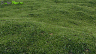 pennisetum clandestinum — download