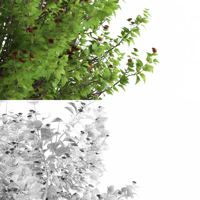 Пузыреплодник калинолистный куст | Physocarpus opulifolius — Скачать