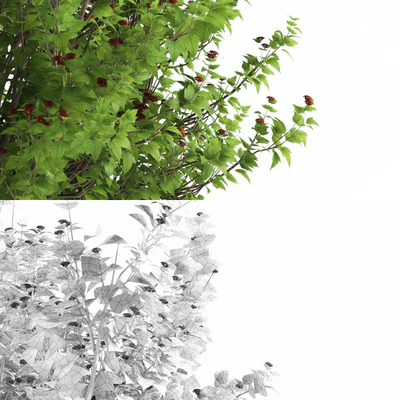 Пузыреплодник калинолистный куст | Physocarpus opulifolius — Вид 2