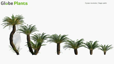 cycas revoluta — download