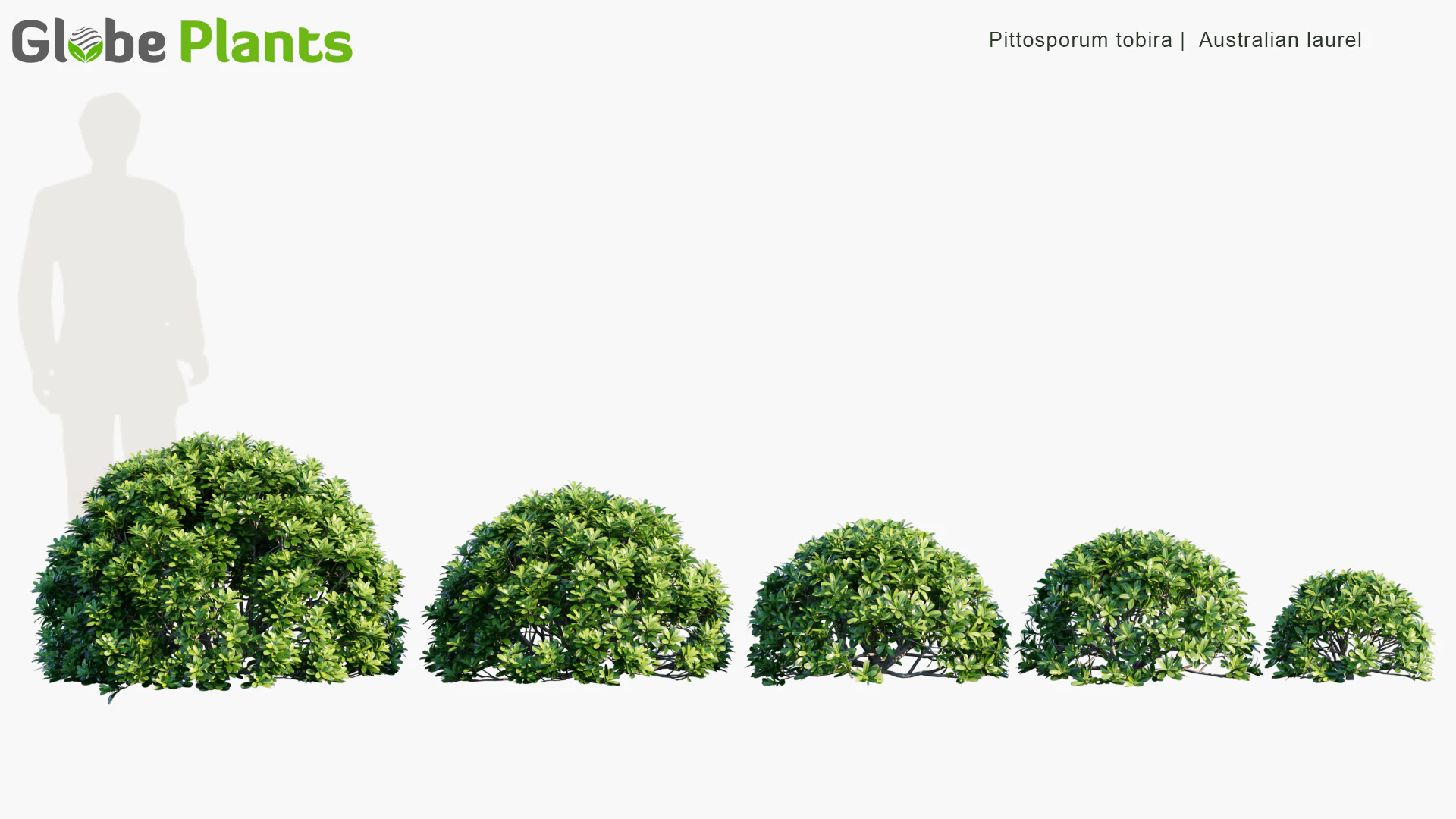 pittosporum tobira — Скачать