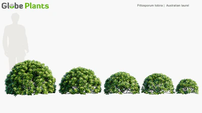 pittosporum tobira — download