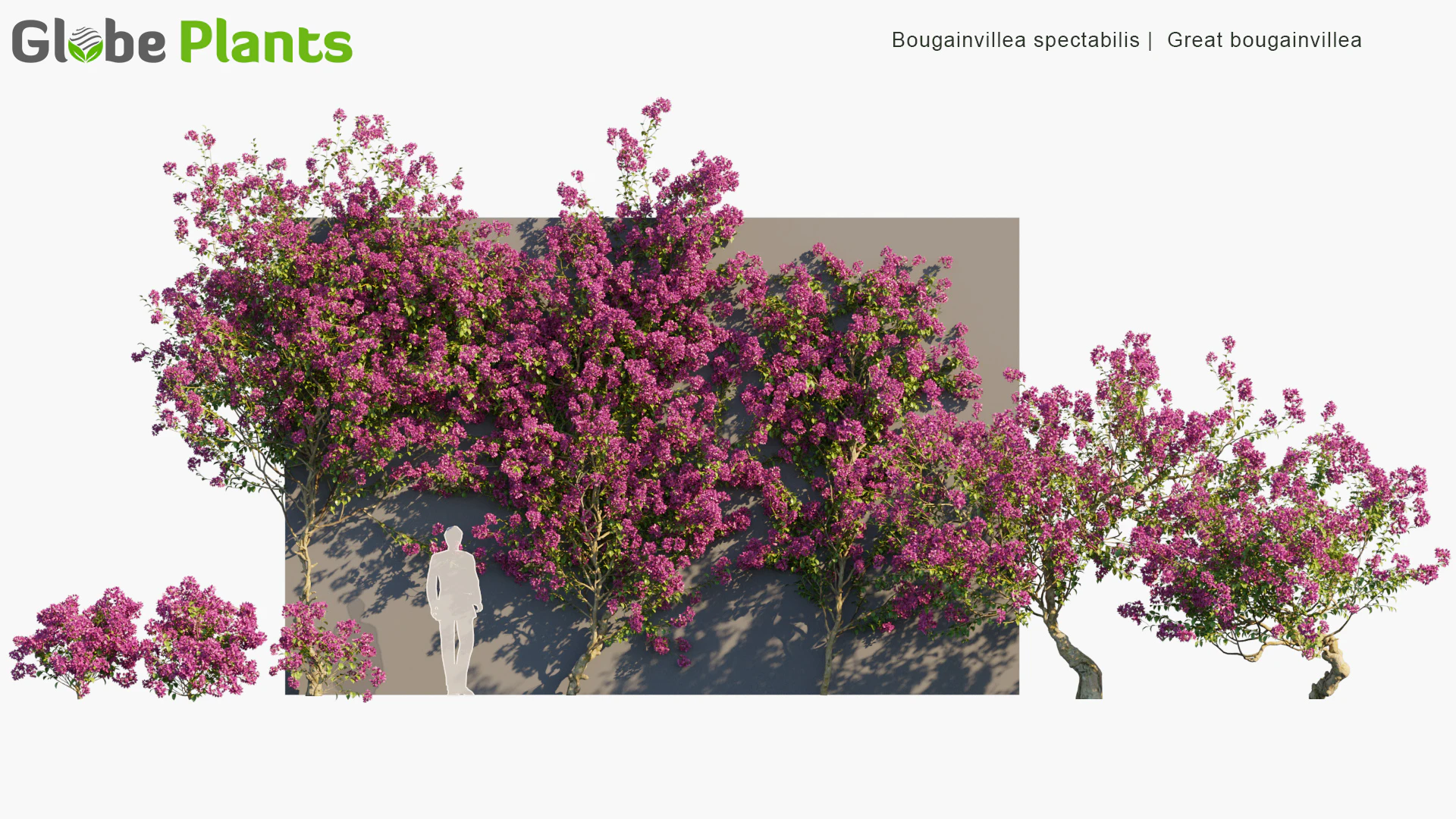 bougainvillea spectabilis — Скачать