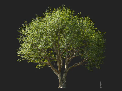 platanus orientalis 001 — download