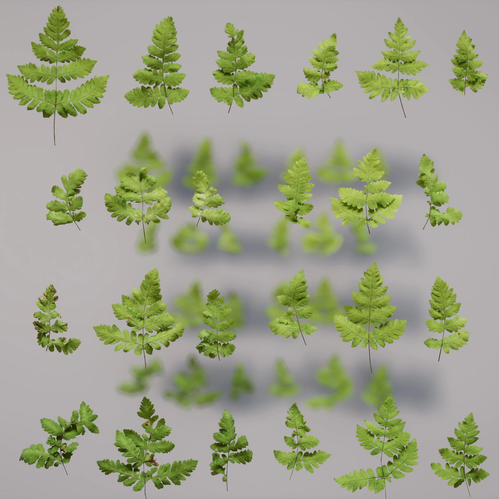 oak fern 002 — Download