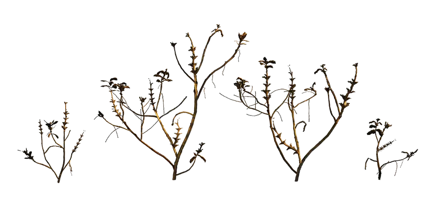 blue lupin 002 — Скачать