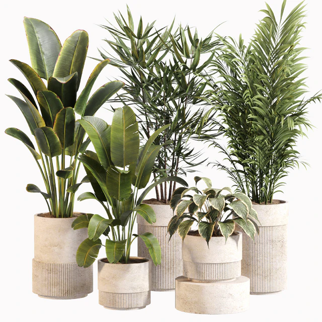 Indoor Plant Set 031 — Скачать