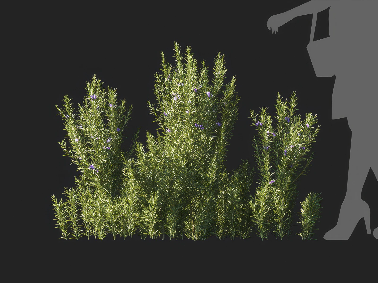 salvia rosmarinus 004 — Download