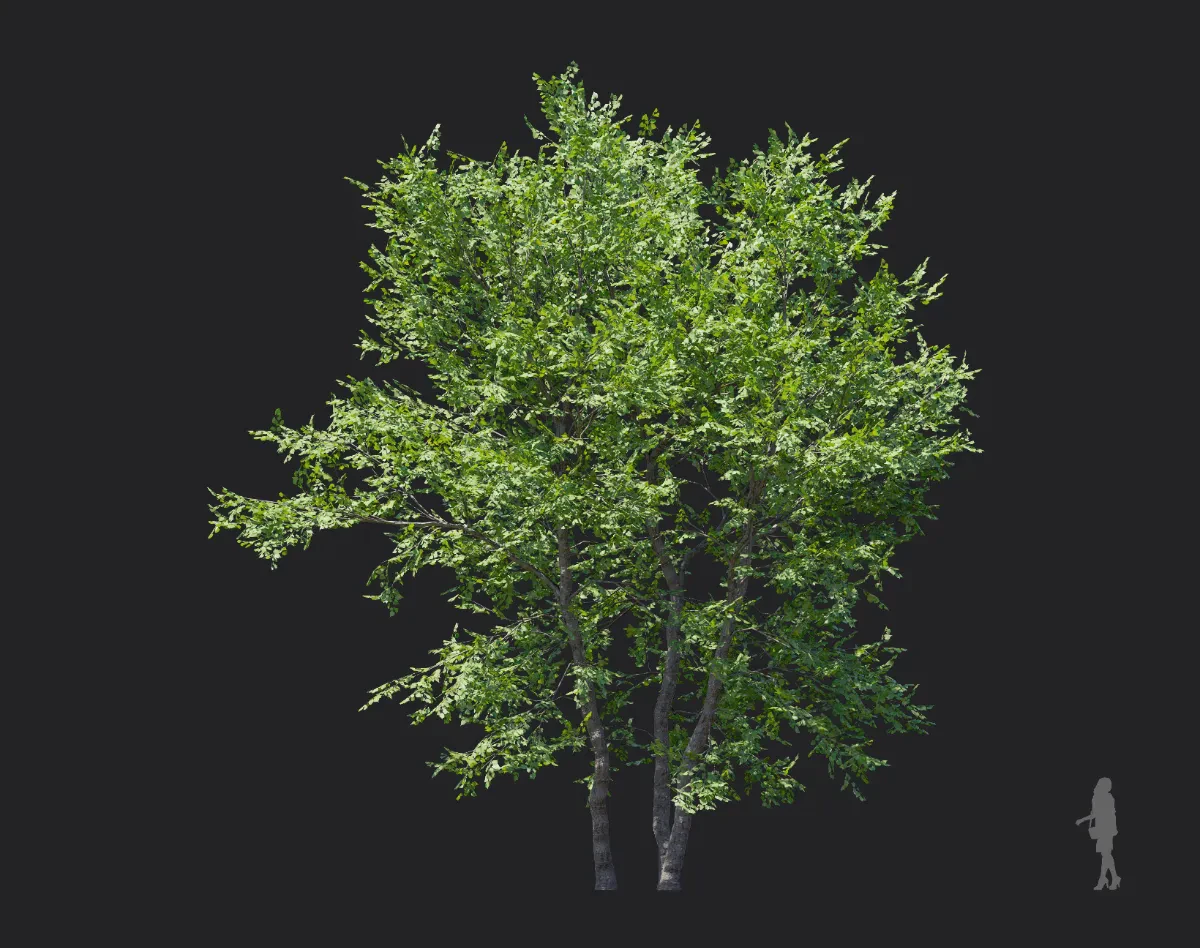 tilia amurensis 003 — Download