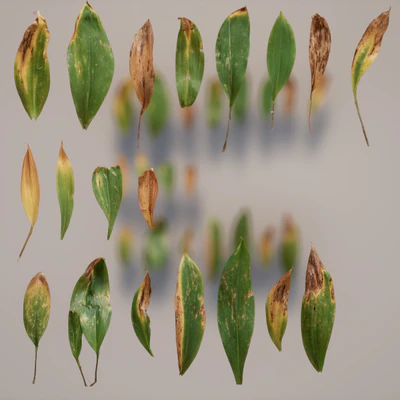 allium ursinum — download