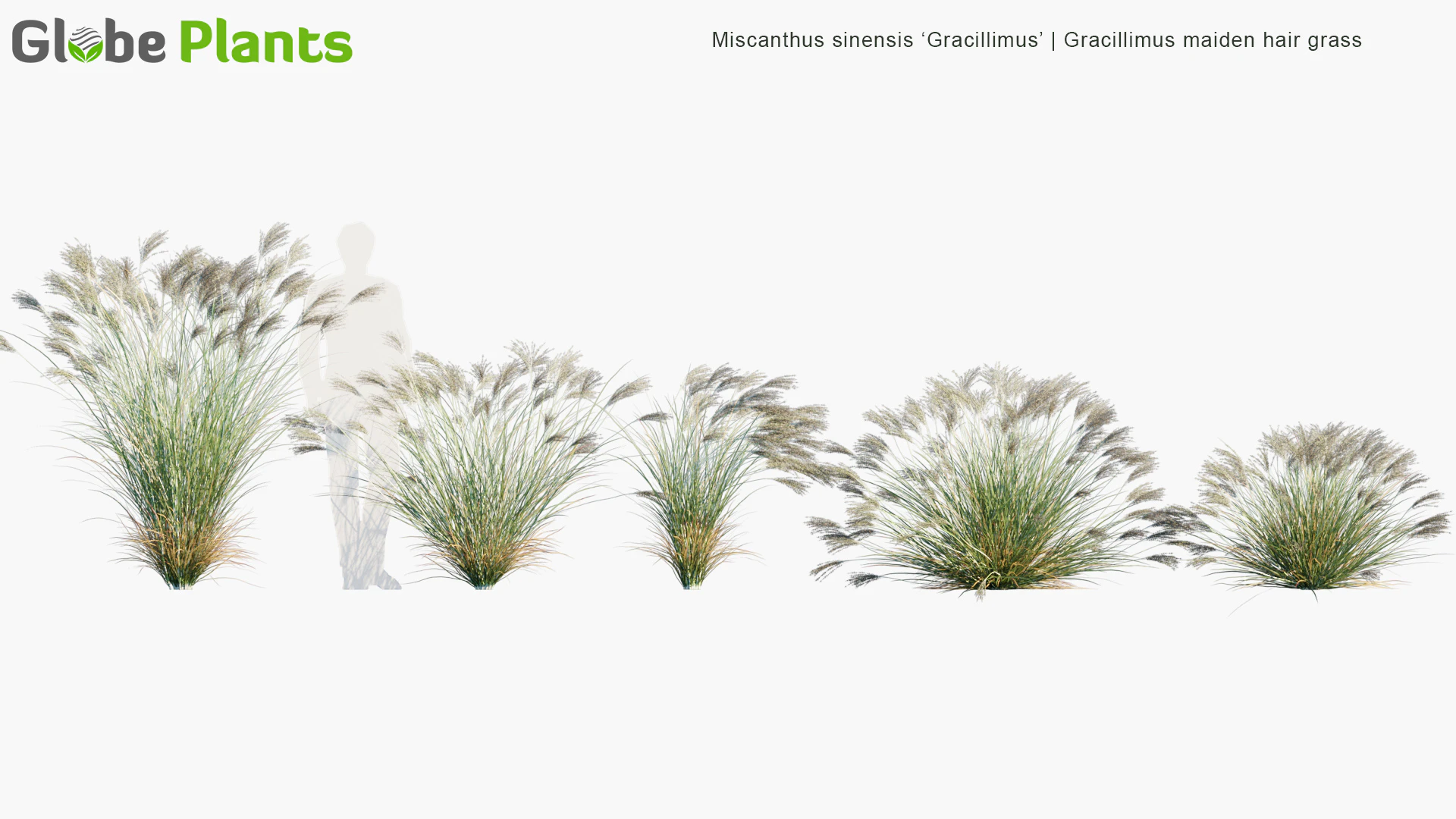 miscanthus sinensis gracillimus — Download