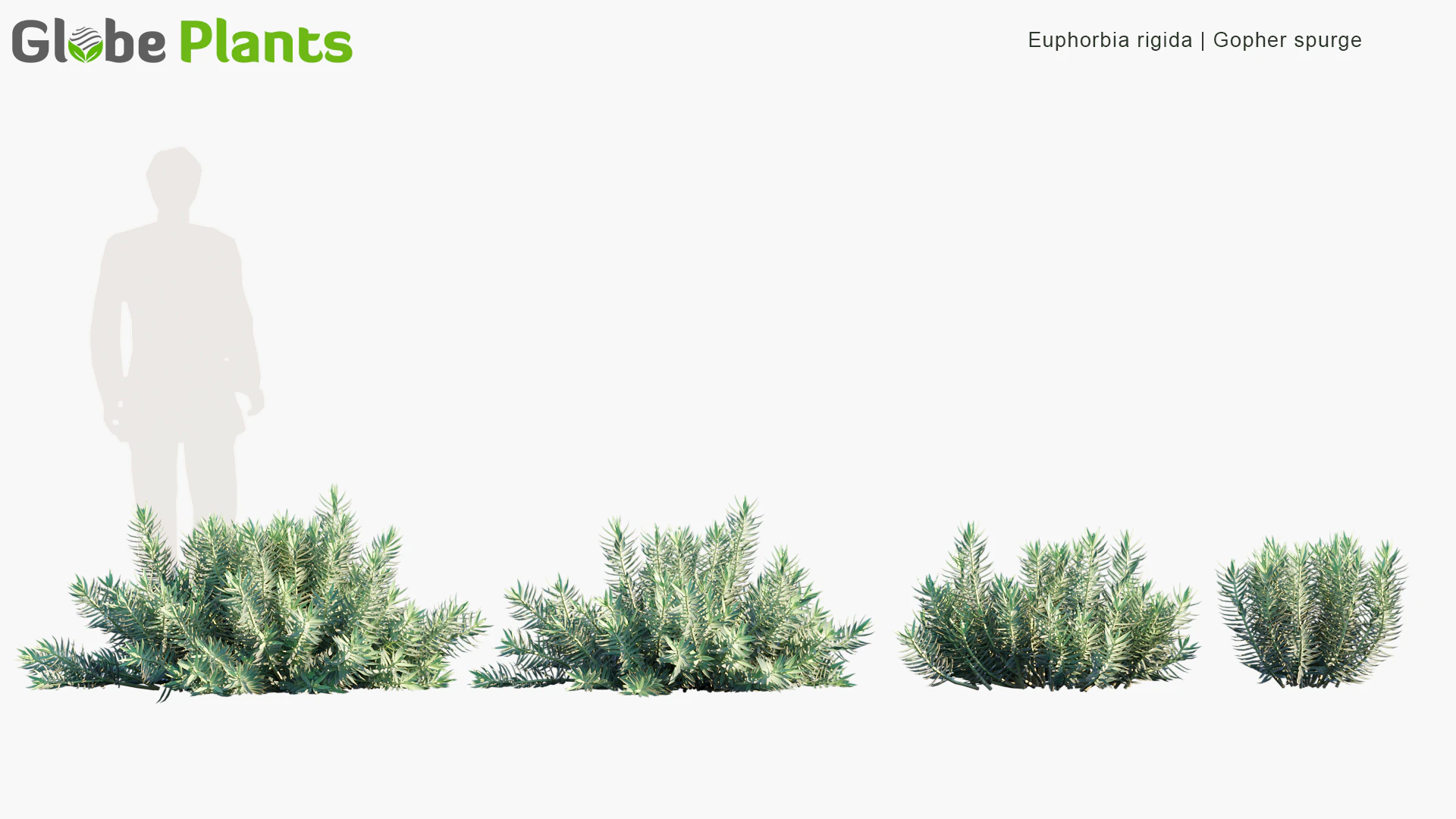 euphorbia rigida — Скачать