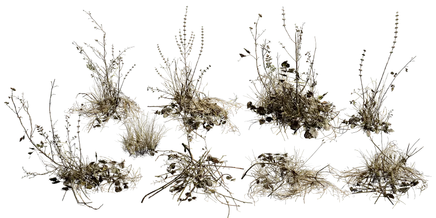 dry plant set 001 — Descargar