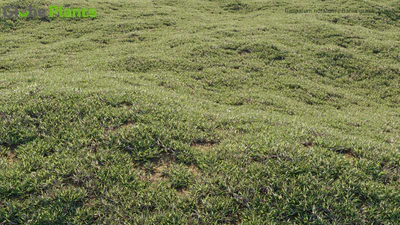 paspalum notatum — download