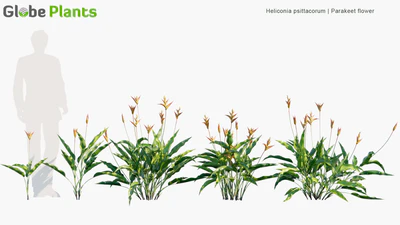 heliconia psittacorum — download