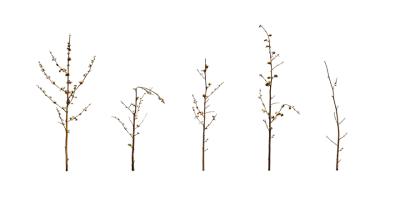 wasteland weed 001 — download