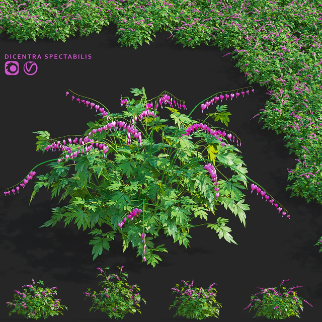 Дицентра великолепная цветы | Dicentra spectabilis — Скачать