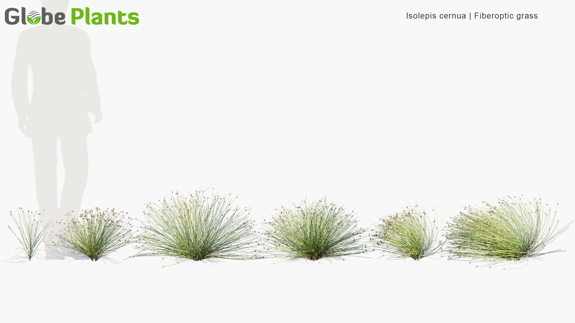 isolepis cernua — Download