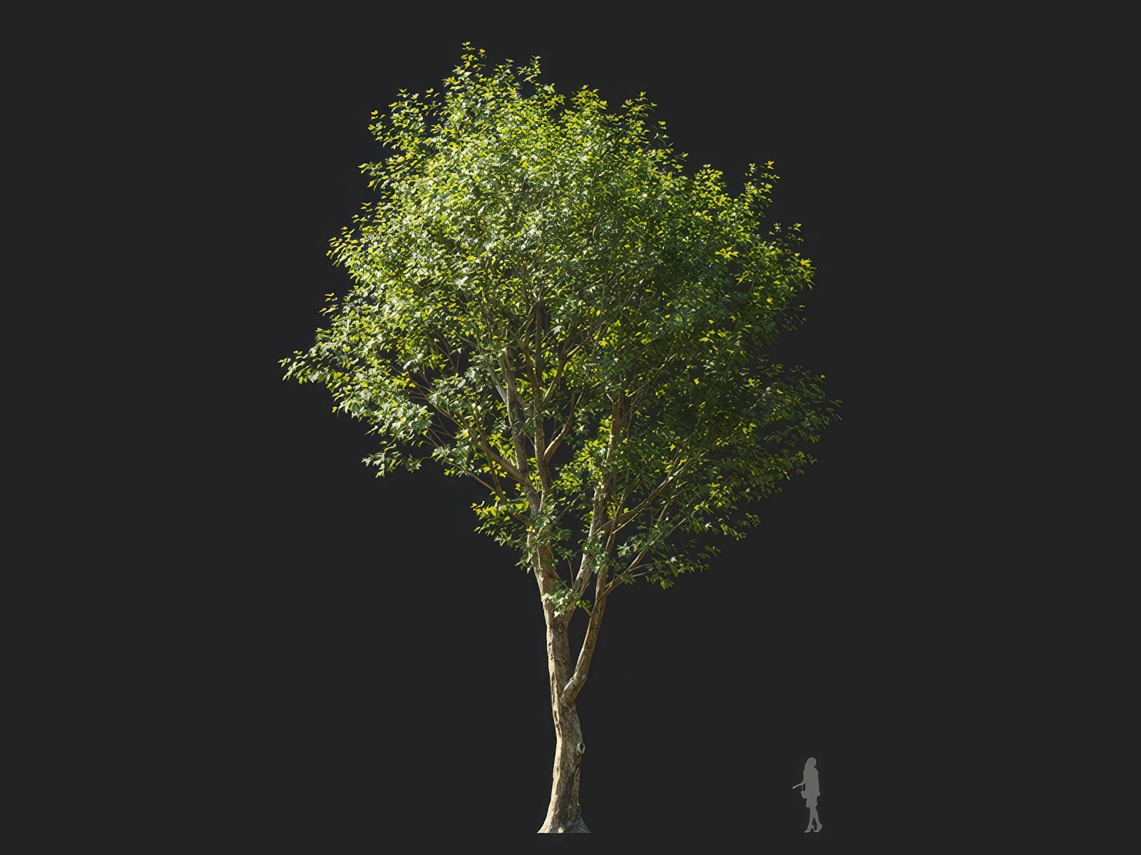 platanus orientalis 004 — Download