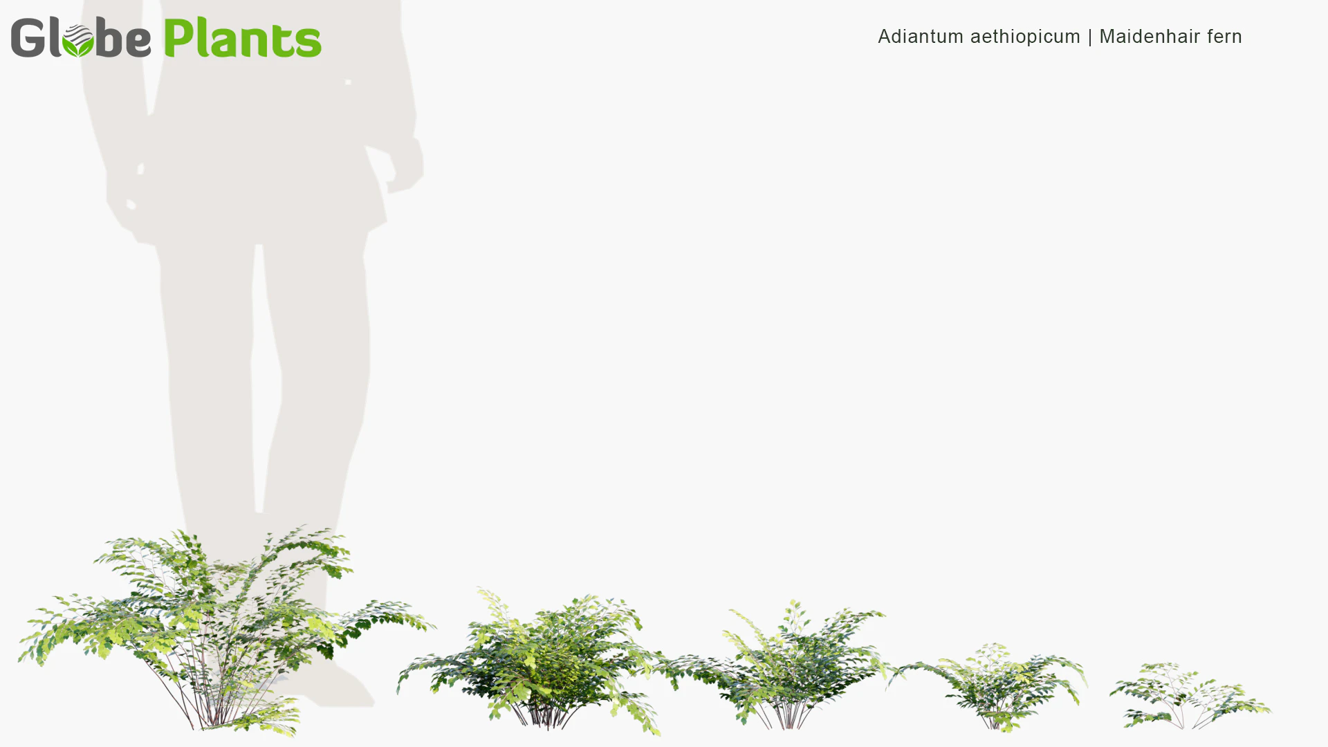 adiantum aethiopicum — Скачать