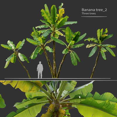 Banana tree 02 — descargar