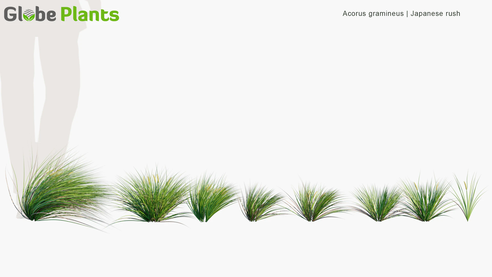 acorus gramineus — Download