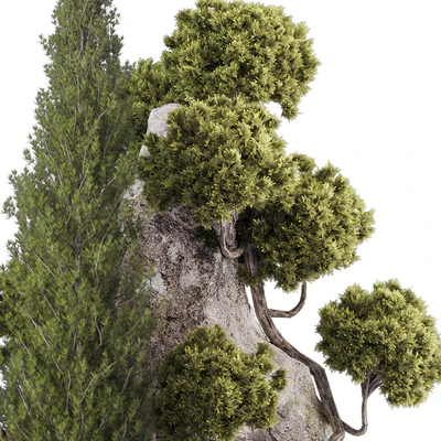 backyard and landscape pine tree garden and rocks 269 — Вид 2