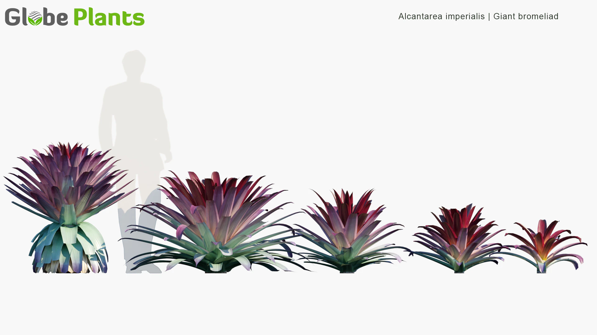 alcantarea imperialis — Download