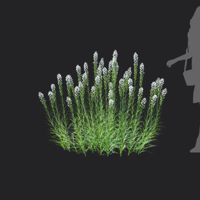 liatris spicata 006 — download