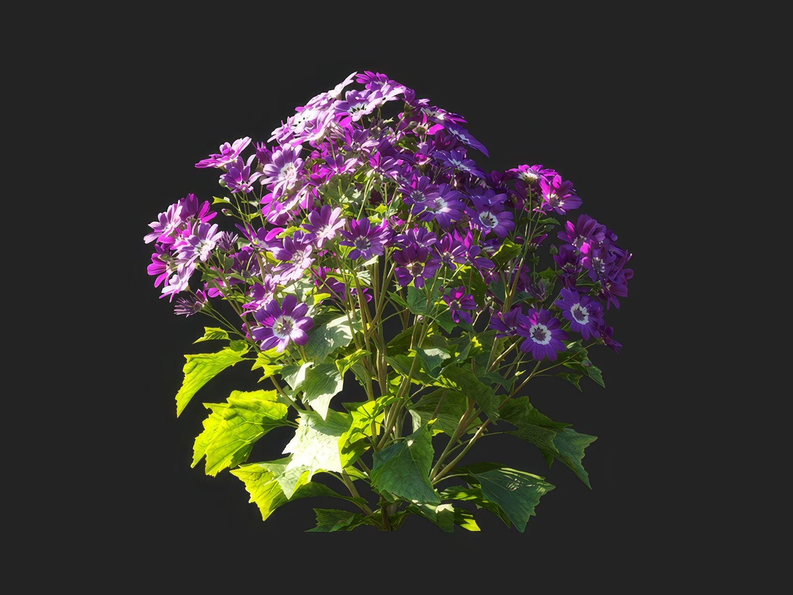 pericallis x hybrida 002 — Download