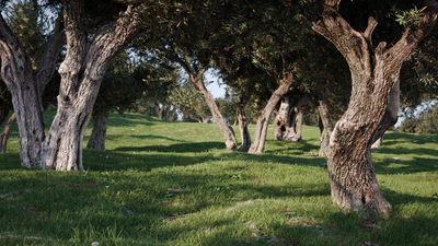 photogrammetree olive trees — download