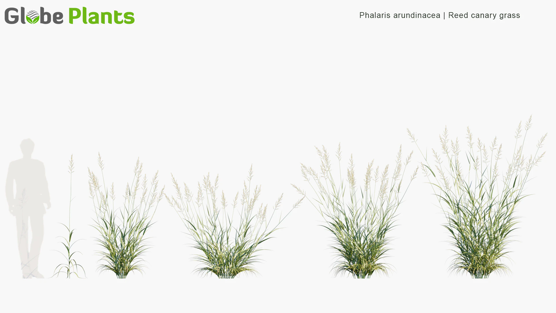 phalaris arundinacea — Download