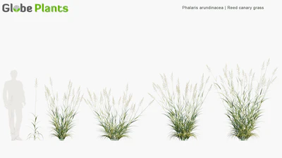 phalaris arundinacea — download