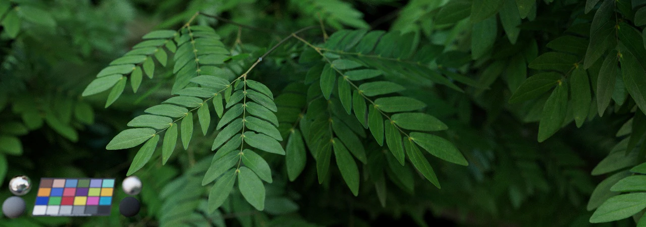 leaf 015 — Скачать