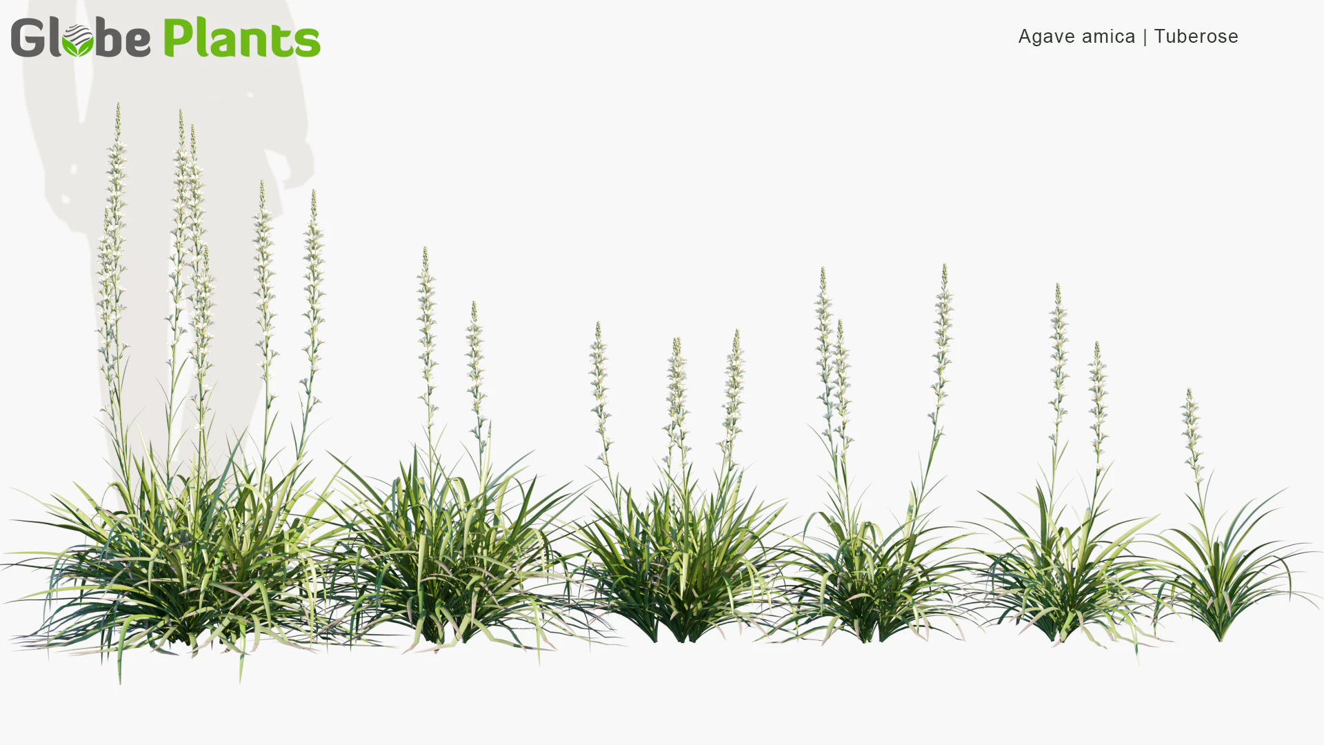 agave amica — Скачать