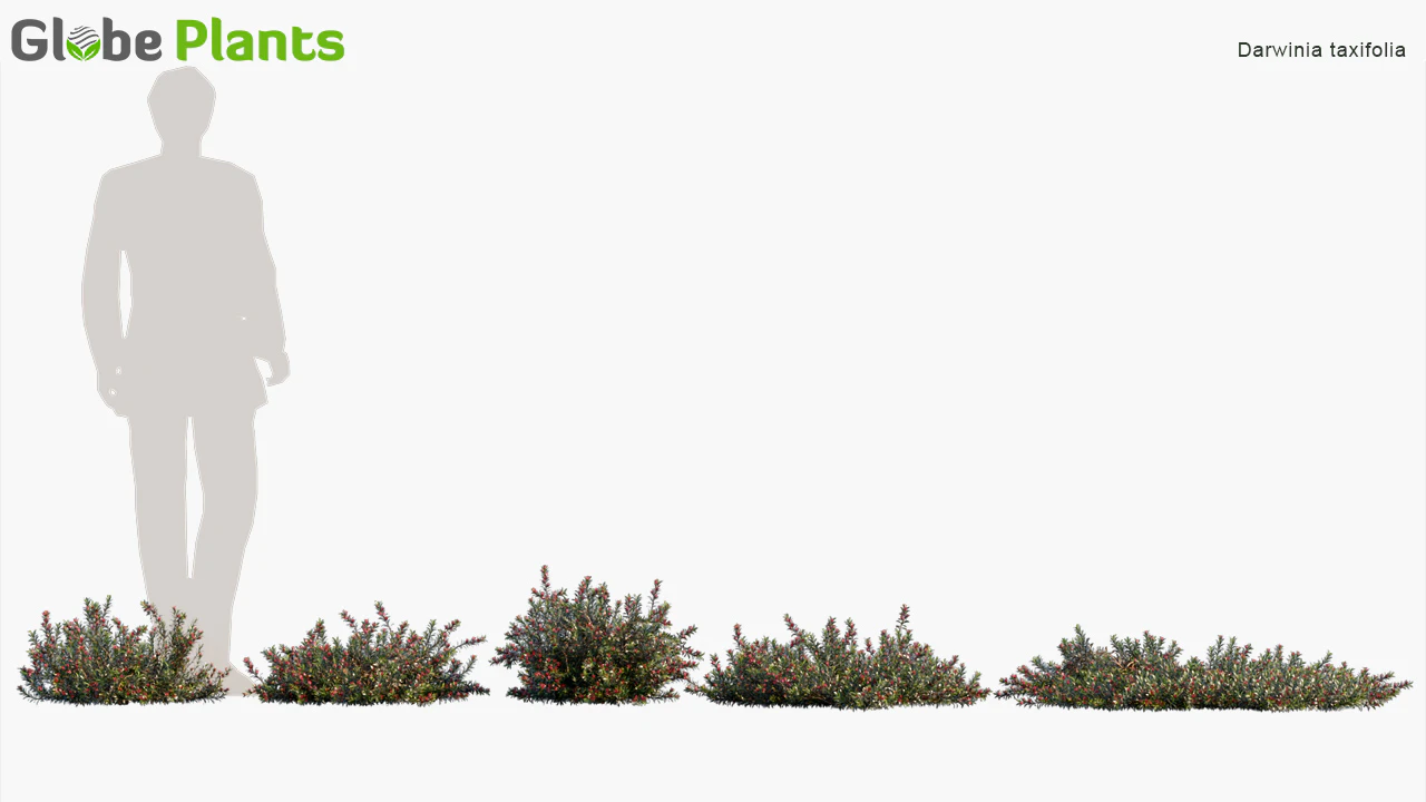 darwinia taxifolia — Скачать