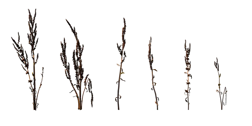 curled dock 003 — Descargar