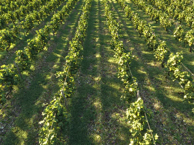 dionysus vineyard pack — download