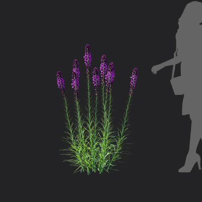 liatris spicata 001 — download