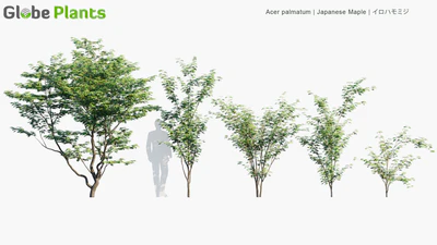 acer palmatum — download