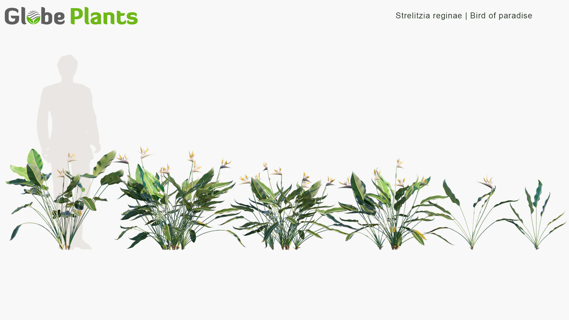 strelitzia reginae — Скачать