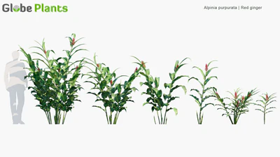 alpinia purpurata — download